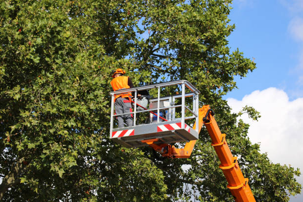 Best Tree Mulching  in Port Jefferson Station, NY